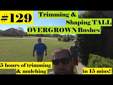 #129 Trimming HUGE bushes with Stihl HL-KM 145 Hedge trimmer.  Mulch job with JT and Rob.  💖💲✌