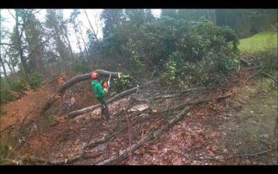 Vlog: Dag zagen met stihl 👌🌳