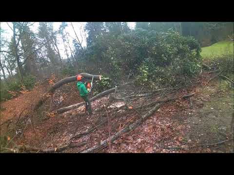 Vlog: Dag zagen met stihl 👌🌳