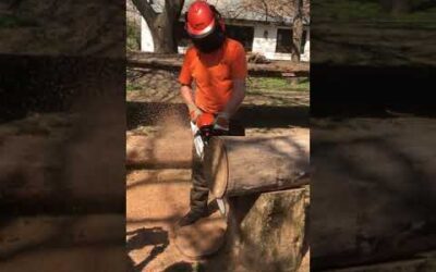 Stihl MS 462 Review cortando en acción un tronco