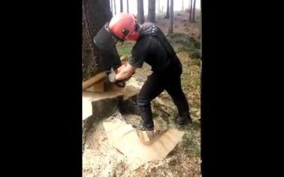 Ścinka-Stihl!