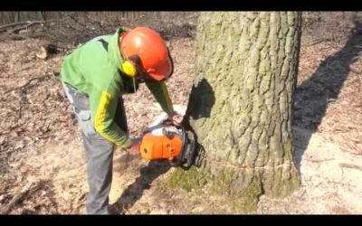 Stihl MS661 fadöntés
