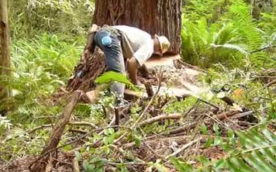 461 Stihl Insane-O Ported