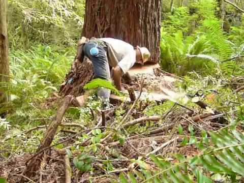 461 Stihl Insane-O Ported