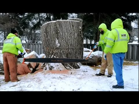 Matt’s Tree Service Stihl 090 chainsaw with 7foot bar