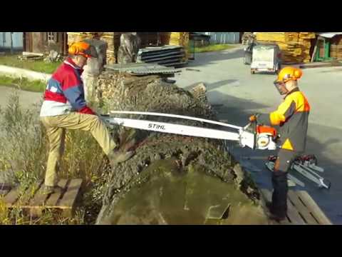 Eichenschnitt mit Stihl 090G und MS880 / Lange Version