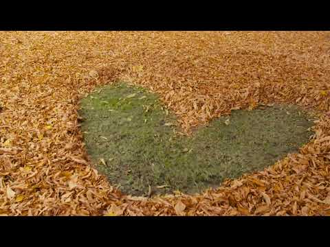 Amor en las hojas con STIHL